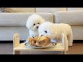 Leaving My Puppies Alone with a Whole Chicken (Unexpected Result...)