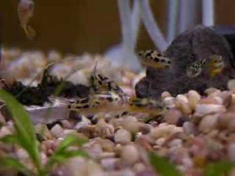 Dwarf Puffer Attack!!!