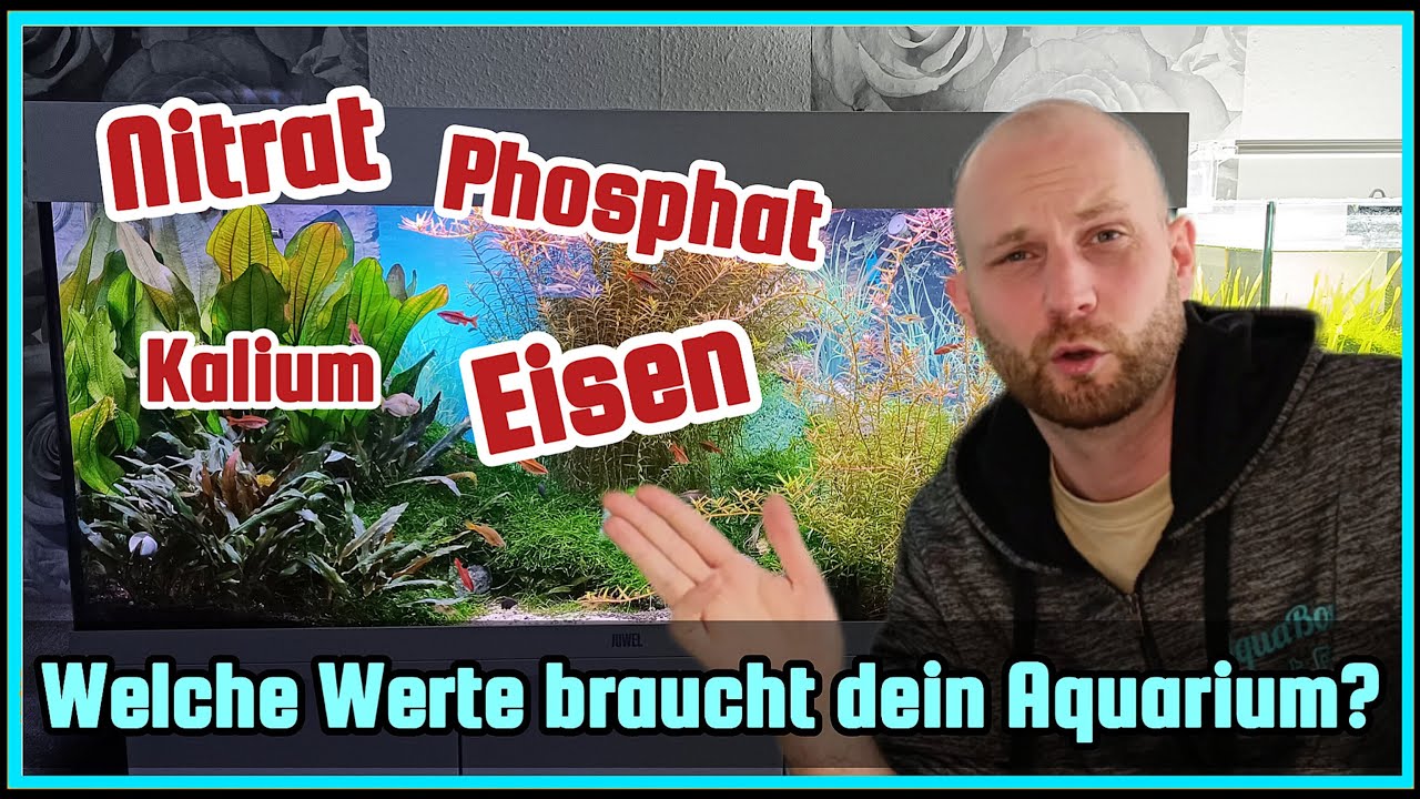 Aquariumpflanzen richtig dngen | Dngung im Aquarium richtig einstellen