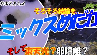 【プラ箱１号のちびっ子めだか達】ミックスめだか～様子見と卵隔離作戦