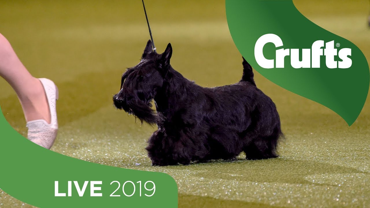 crufts 2019 day 3