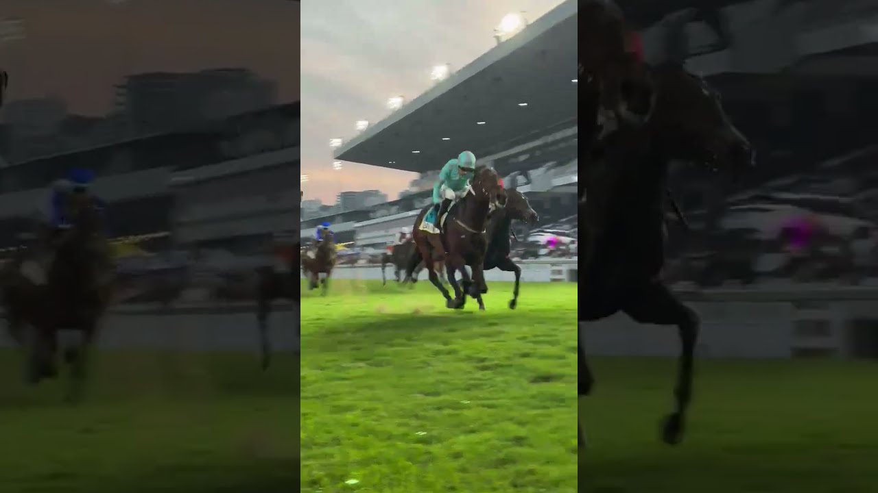 'DAVE THE KING' Wins The Hollywoodbets Gold Challenge 2025