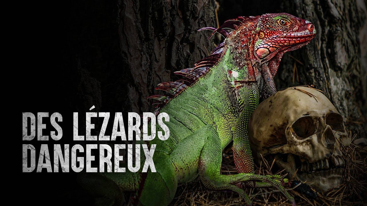 Comment survivre aux lézards les plus meurtriers