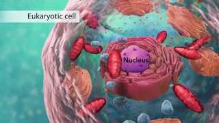 Biology: Cell Structure (with Joanne Jezequel)