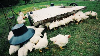 How to Grew 473 LBS of Chicken in 58 Days