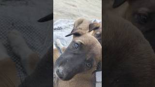 pillo ko Masti
