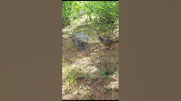 Bẫy cút rừng 2023 p81