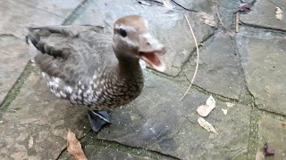 Casual Chaos and Cuteness #7 - The Duck Bullies!!