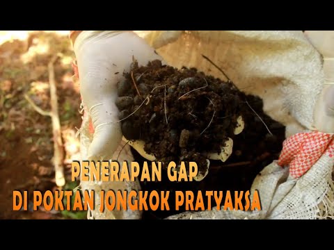 Penerapan Good Agriculture Pratice (GAP) Komoditi Manggis