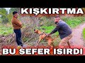 PITBULL PAŞA İLE SATO KESER’E KIŞKIRTMA (BU KEZ ISIRDI )!!!