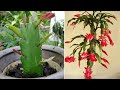 Grafting trees to have a beautiful flower pot | christmas flower