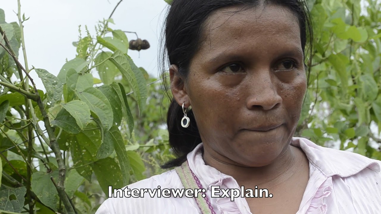 Interview with Jessica Sangamo - Sacha Inchi Grower