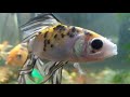 My fish aquarium | Goldfish | Koi fish