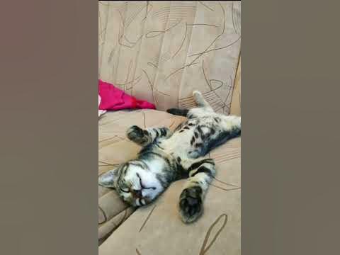 Тимофейка - YouTube