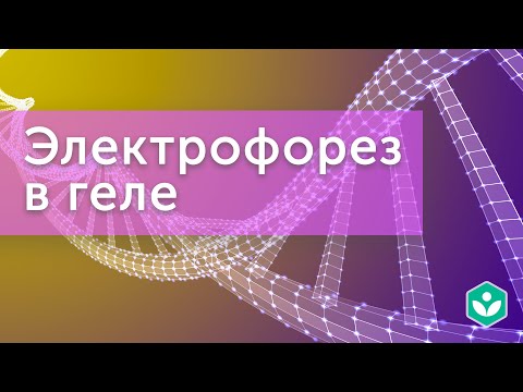 Видео: Какой фактор использует гель-электрофорез для разделения quizlet молекул ДНК?