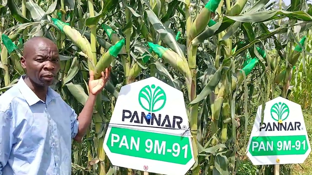 PANNAR 9M-91 AND LESSANET