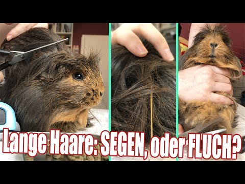 Video: Pflege eines langhaarigen peruanischen Meerschweinchens