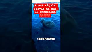 Storm Cel Mai Erou Câine! Salvare Uluitoare A Unei Căprioare De La Înec! 🐕❤️ #shorts