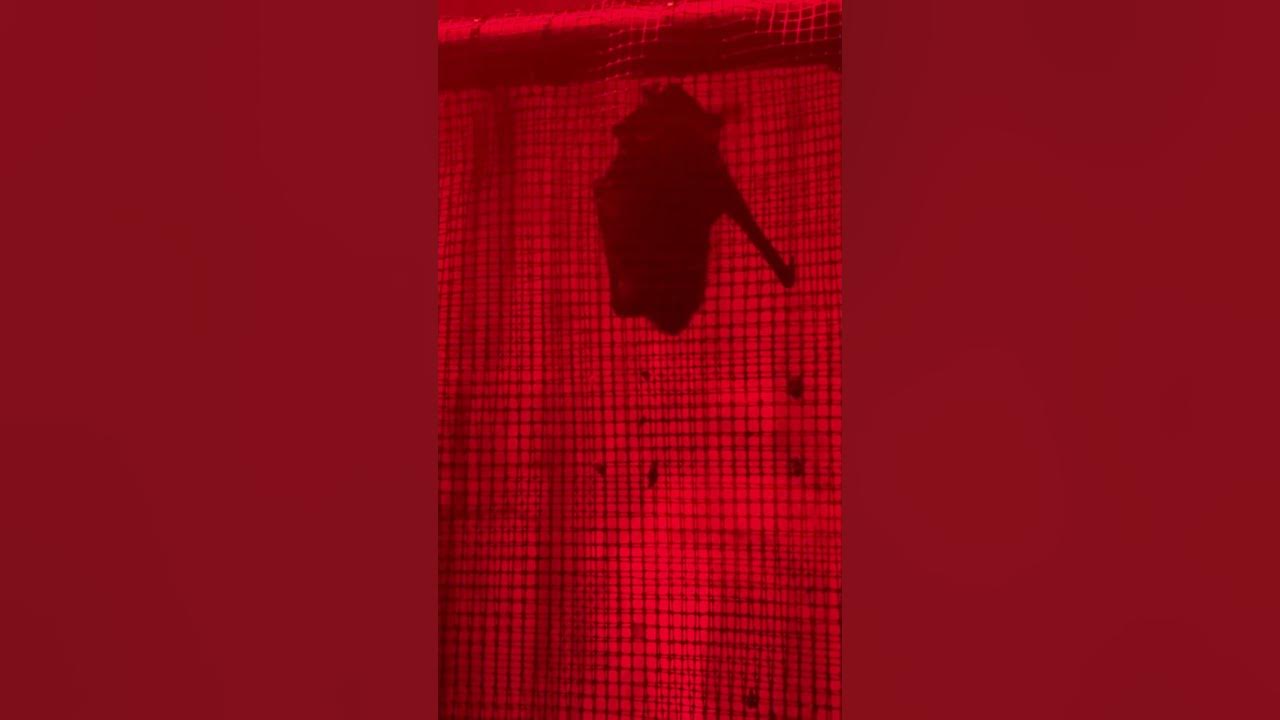 Explaining why bats are some of the most misunderstood animals in the