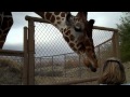Feeding giraffes at the Living Desert