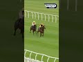 200/1 winner! Thistle Nil strikes at Ayr 👀