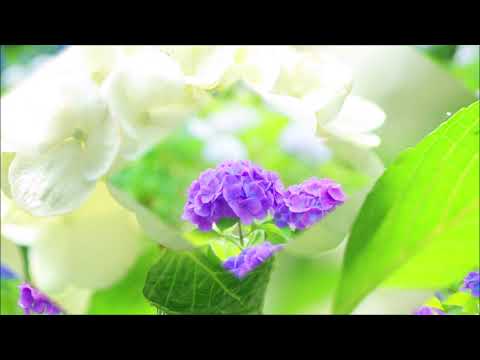 あじさい橋(cover）　町娘 お由香 と 庄屋 木村七蔵