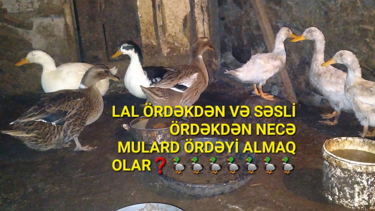 LAL ÖRDƏKDƏN VƏ SƏSLİ ÖRDƏKDƏN NECƏ MULARD ÖRDƏYİ ALMAQ OLAR❓️🦆🦆🦆👍