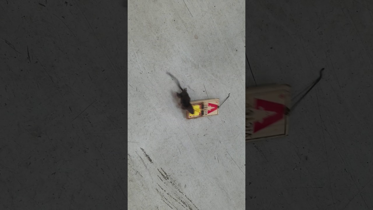 Rat caught in trap YouTube
