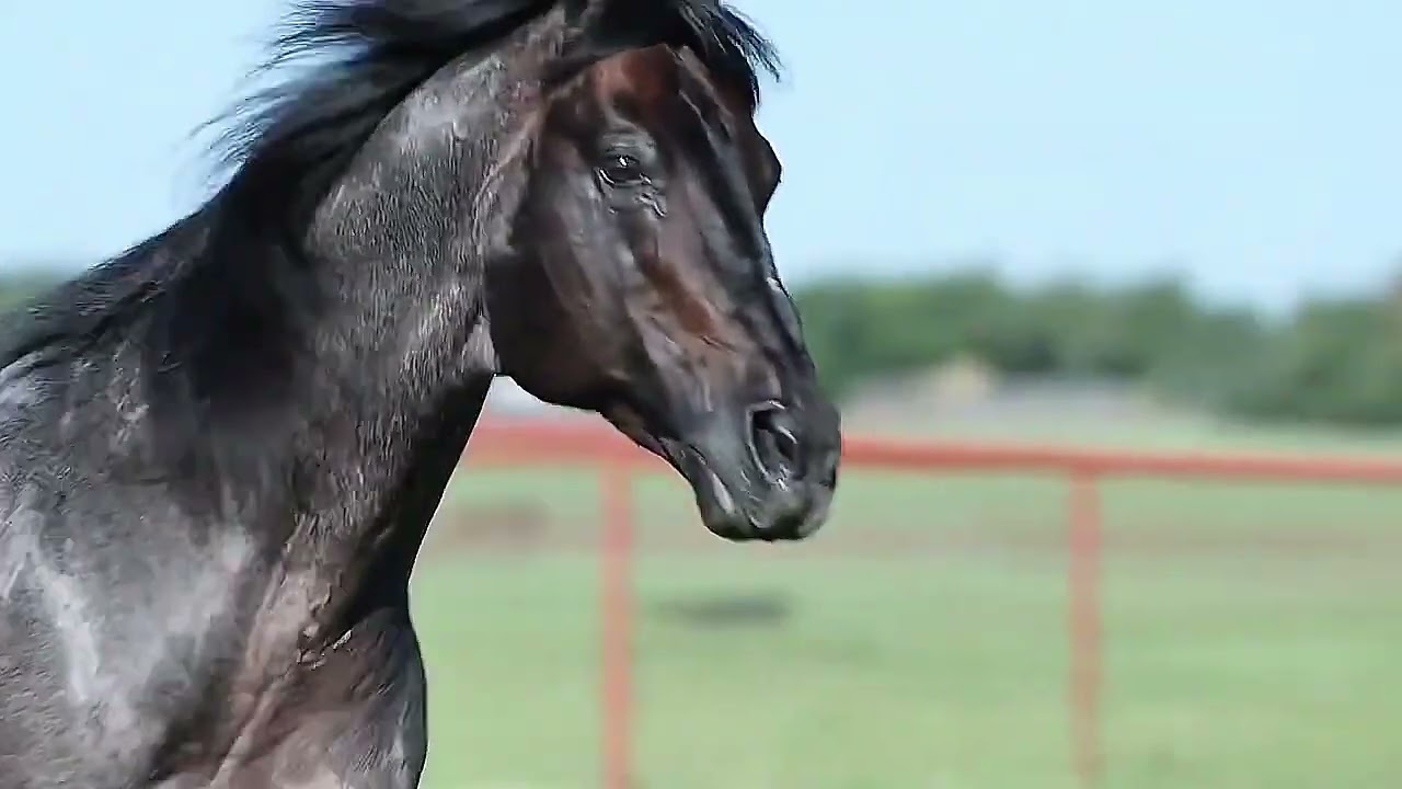 LOTE 29: EMBRIÃO EFET. A STREAK OF FLING x MILLENA STEEL — 2⁰ 𝐕𝐈𝐓𝐑𝐈𝐍𝐄 𝐏𝐀𝐑𝐀𝐃𝐈𝐒𝐄 (𝐂𝐚𝐯𝐚𝐥𝐨𝐬 𝐃𝐞 𝐕𝐢𝐭𝐫𝐢𝐧𝐞)