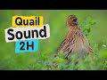 Quail sound 2 hours high resolution