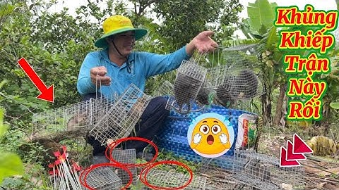 Chia sẽ cách đặt bẫy chuột cống nhum đơn giản và hiệu quả nhất. ĐCMT