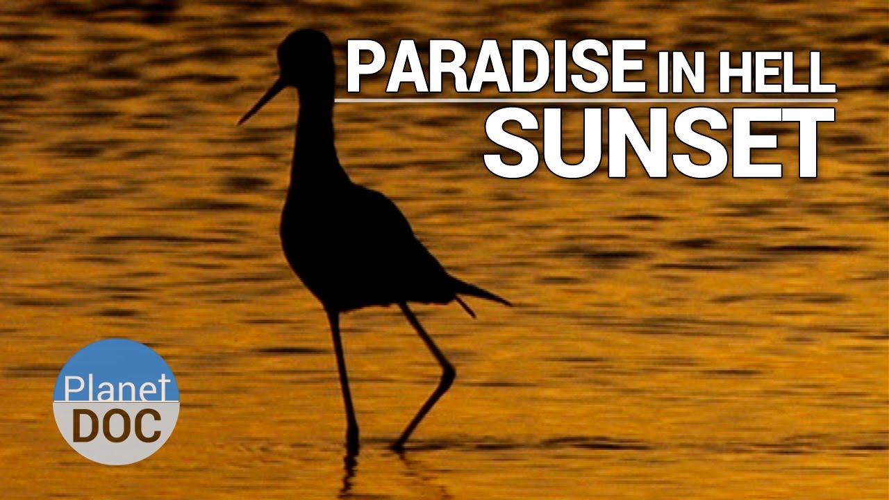 Documentary backdrop image for Paradise in Hell. Sunset (2014)