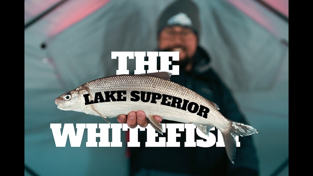 Lake Superior Whitefish in Chequamegon Bay with a SURPRISE catch!