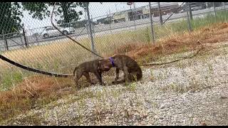 Brindle Cane Corso/PitBull mix