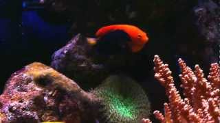 Centropyge acanthops