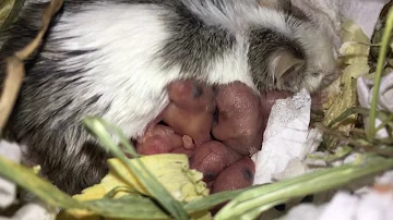 Baby mice squeaking loudly while feeding!