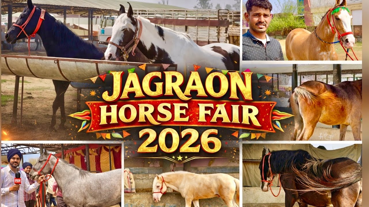 Jagraon Horse Fair 2026 Feb 26 Vlog जगराओं घोड़ा मंडी २०२६