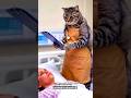 cat tum kya doctor Ho 🤣#youtubeshorts #trending #cats