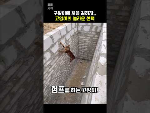 구덩이에 처음 갇히자 고양이의 놀라운 선택