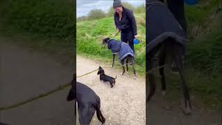 funny dog #memeclips