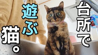 水嫌いのくせに台所で水遊びするけしからん猫たち。