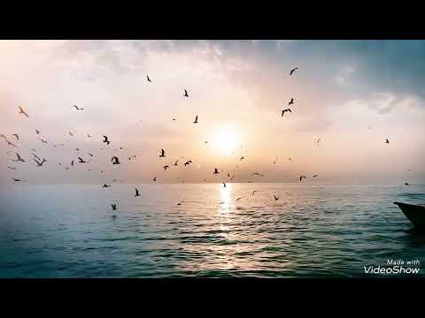 حاله واتس حزينه تامر عاشور ماشين