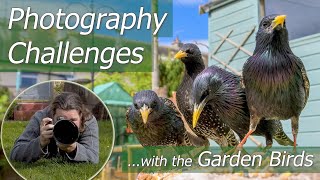 Garden Bird Photography in Lockdown | Setting Challenges to Stay Focussed and get Better Images