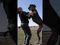 Tallest dog is still a playful puppy 😍