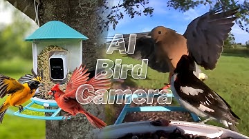 NETVUE Birdfy Smart Bird Feeder Review 🌞 Solar Camera + LIVE Bird Footage! (Must-See)