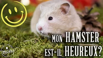 Comment savoir si votre hamster est heureux ?
