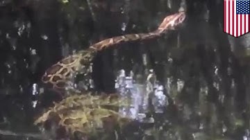 Python vs Alligator: video shows massive snake suffocate and drown gator in Florida - TomoNews