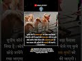 🔥सुप्रीम कोर्ट ने आवारा कुत्तों को लेकर फैसला की लिया है?🔥#news #motivation #shorts