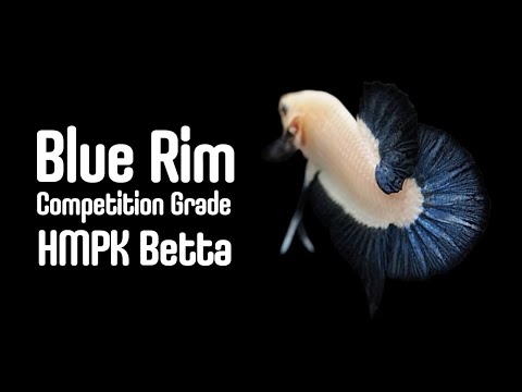 Blue Rim HMPK Betta Competition Grade - Urban Betta Studio