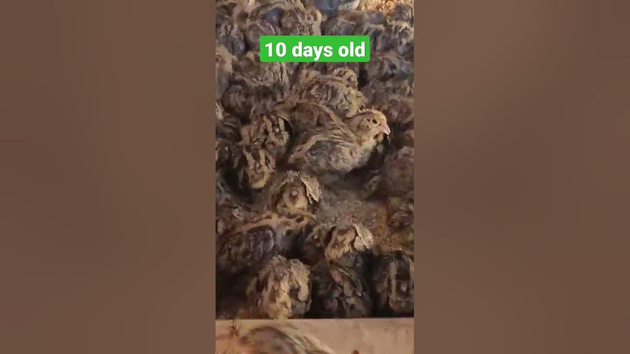 Quails growth day 1 to 28 Days YouTube